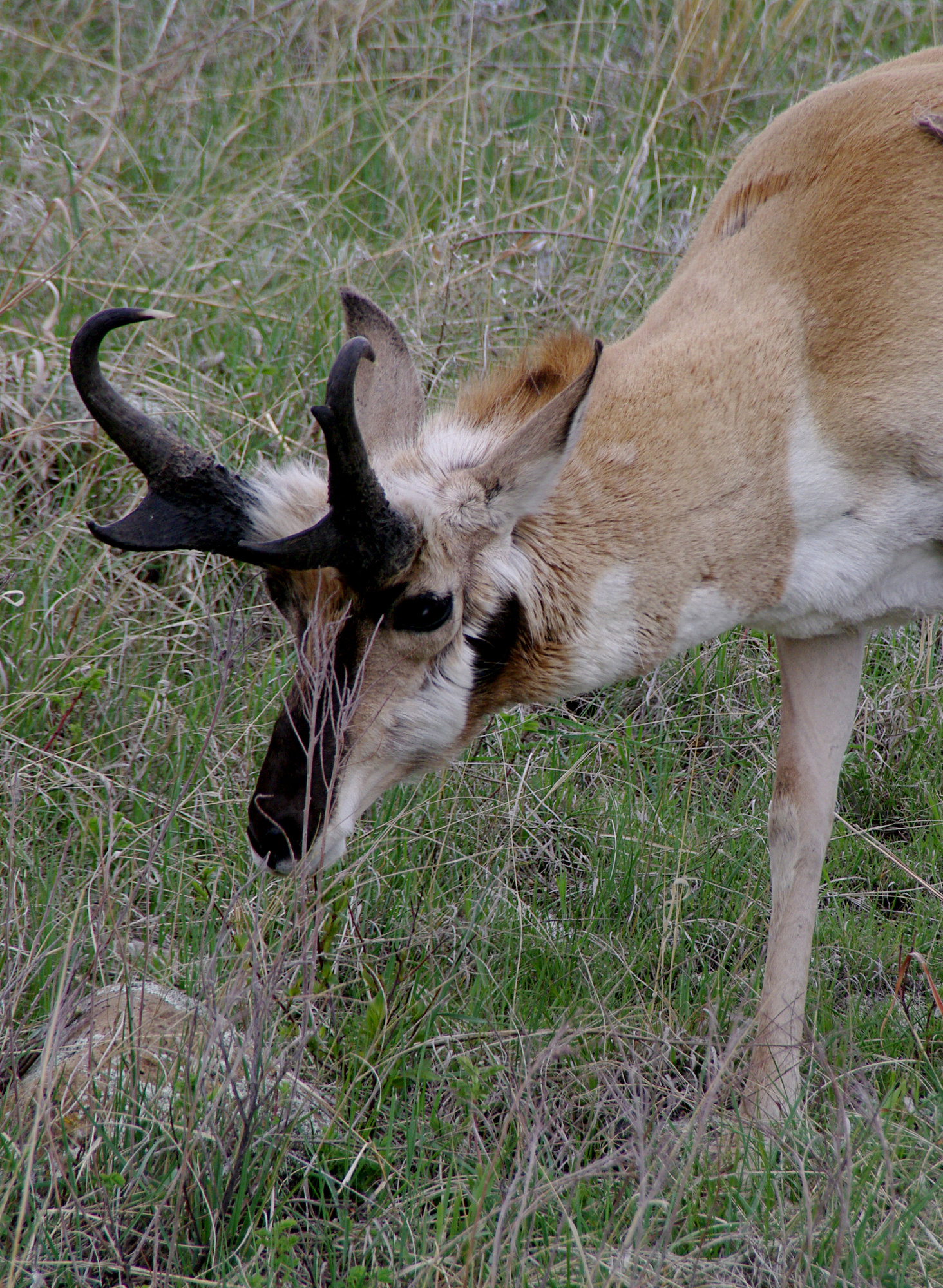 Grazing