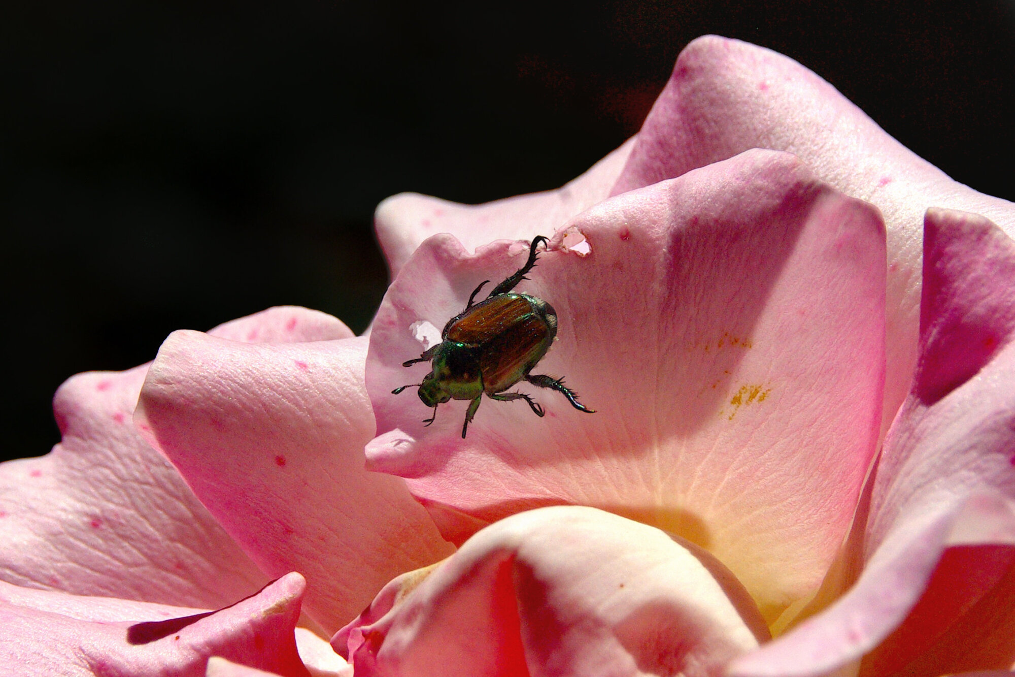 Japanese Beetle
