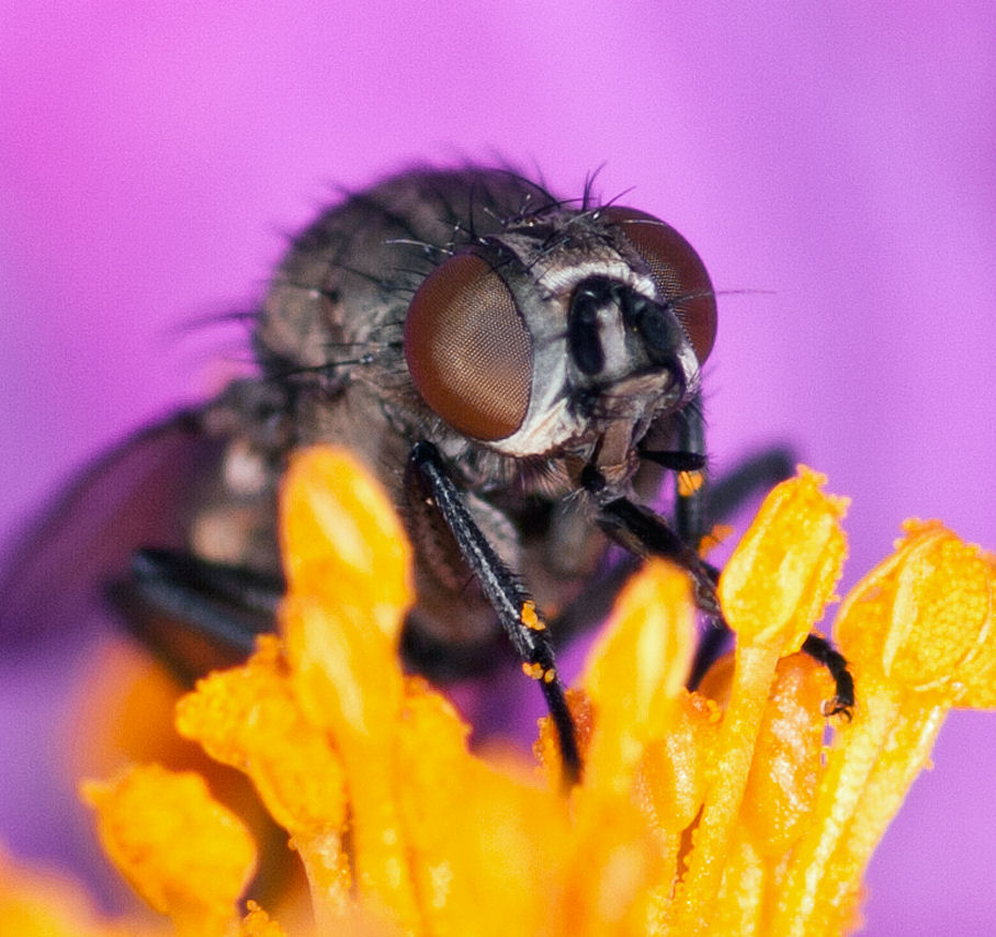 A very small fly on Cistus