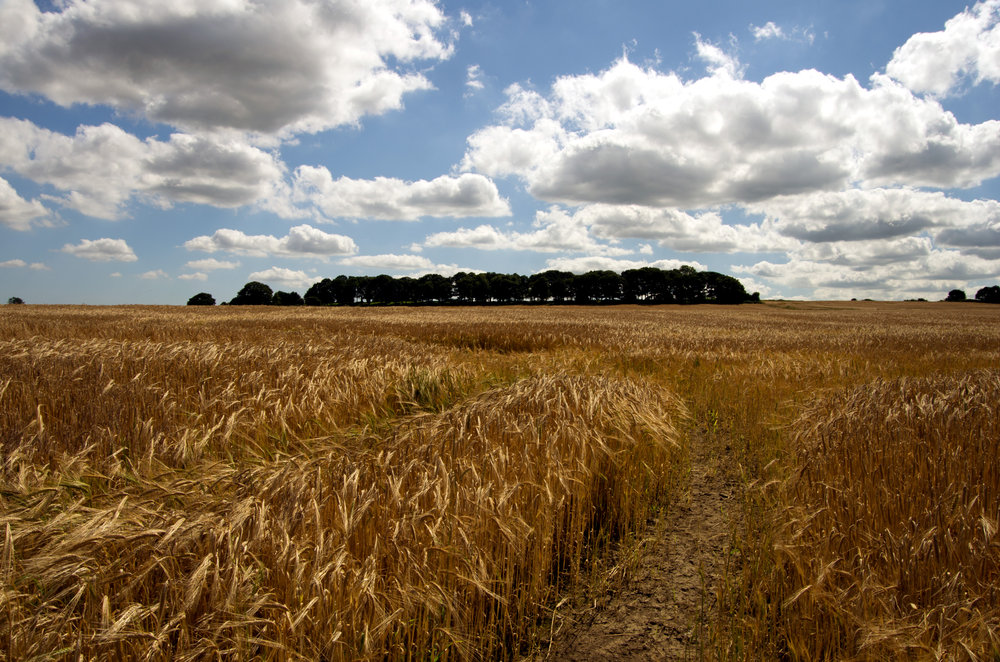 Barley field