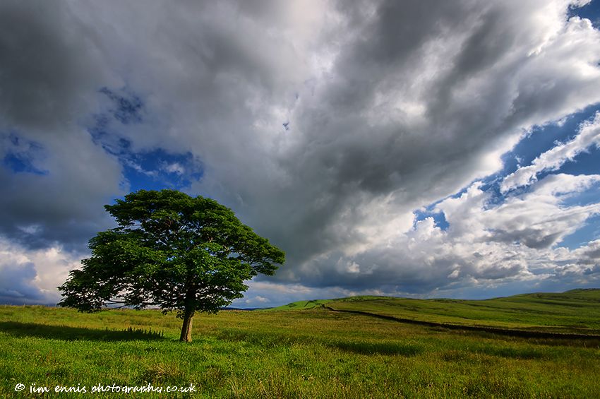 Bowstones Tree