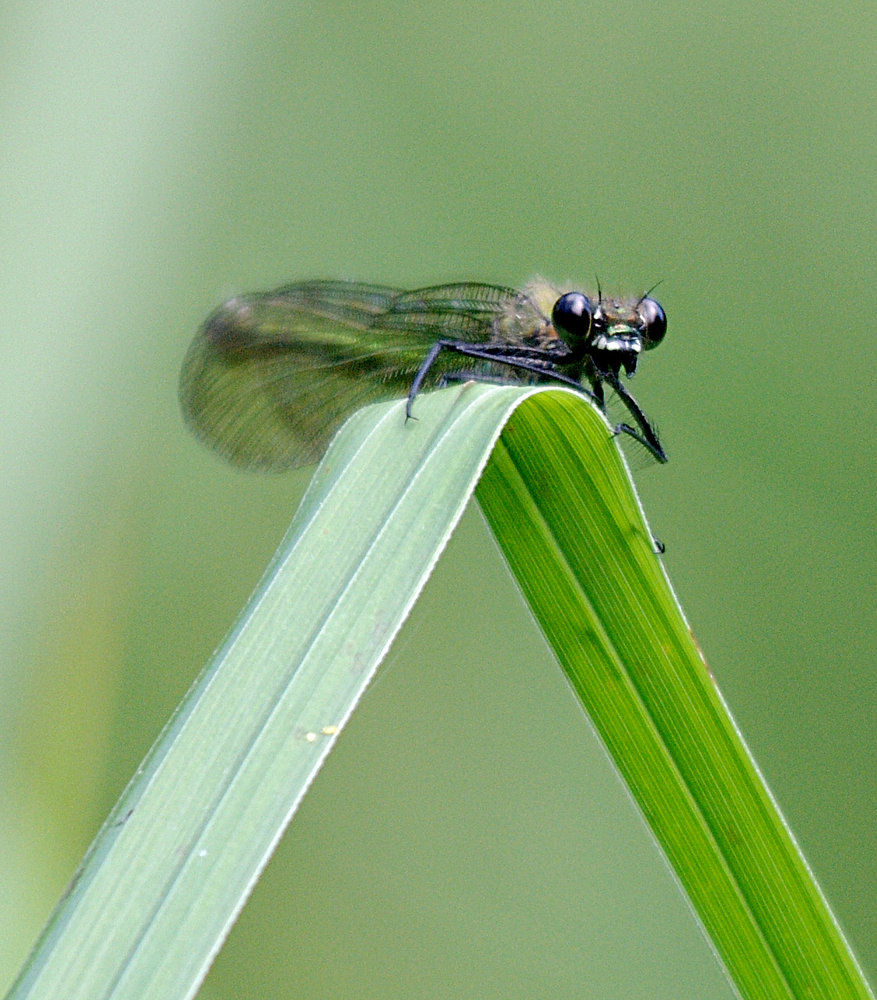 Damsell Eyes