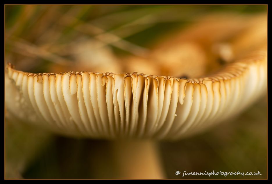 Danes Moss Fungi