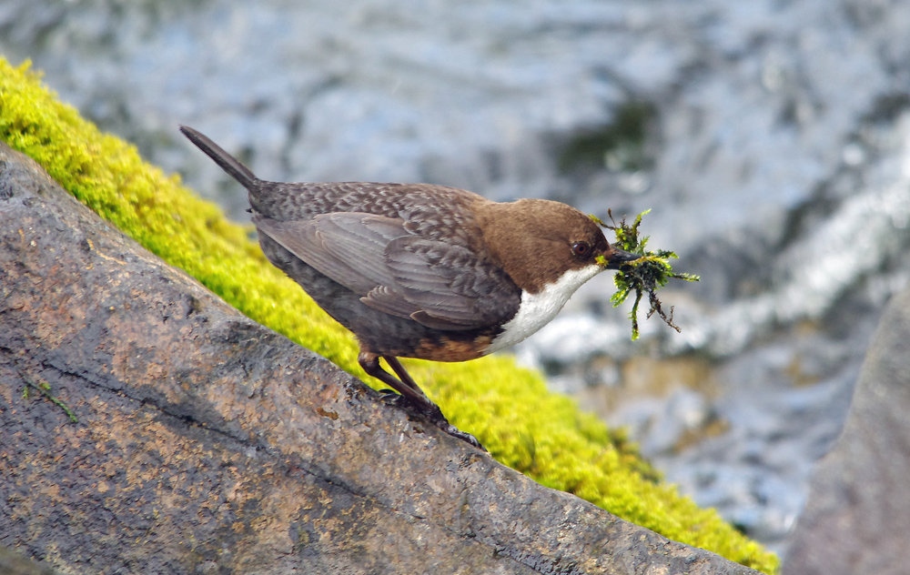 Dipper
