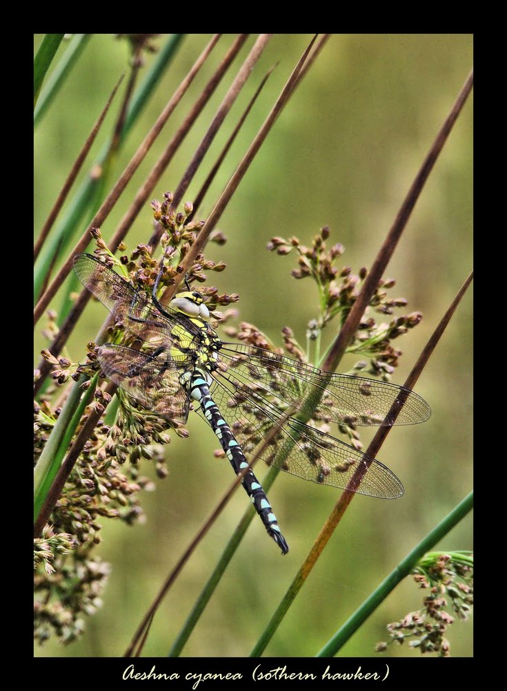 Dragonfly