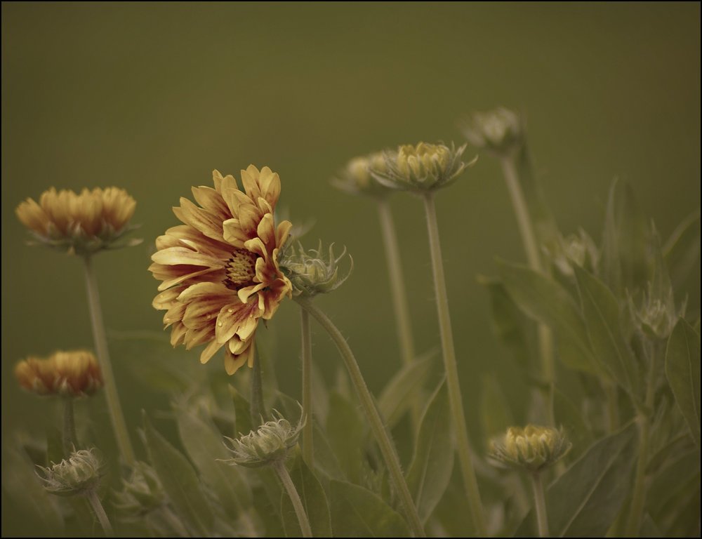 Gaillardia