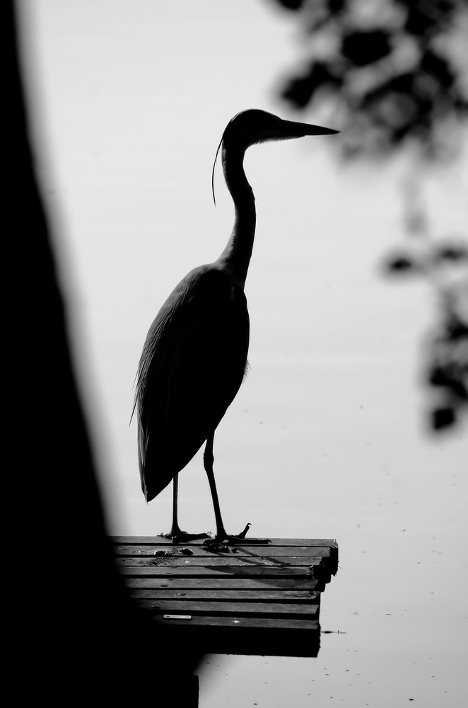 Heron shot 2