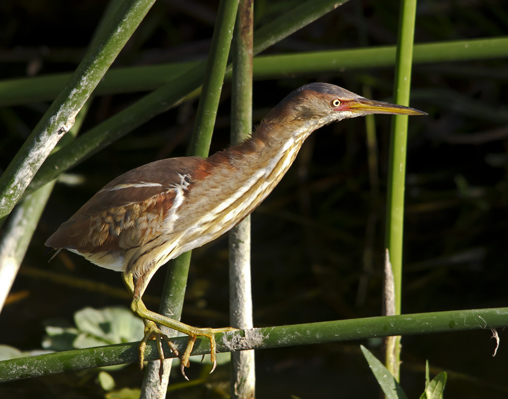 Least Bittern