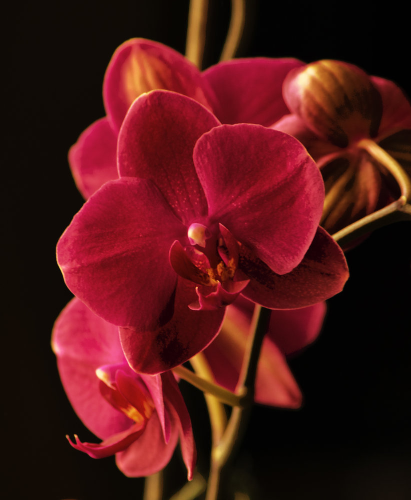 Orchid at sunset