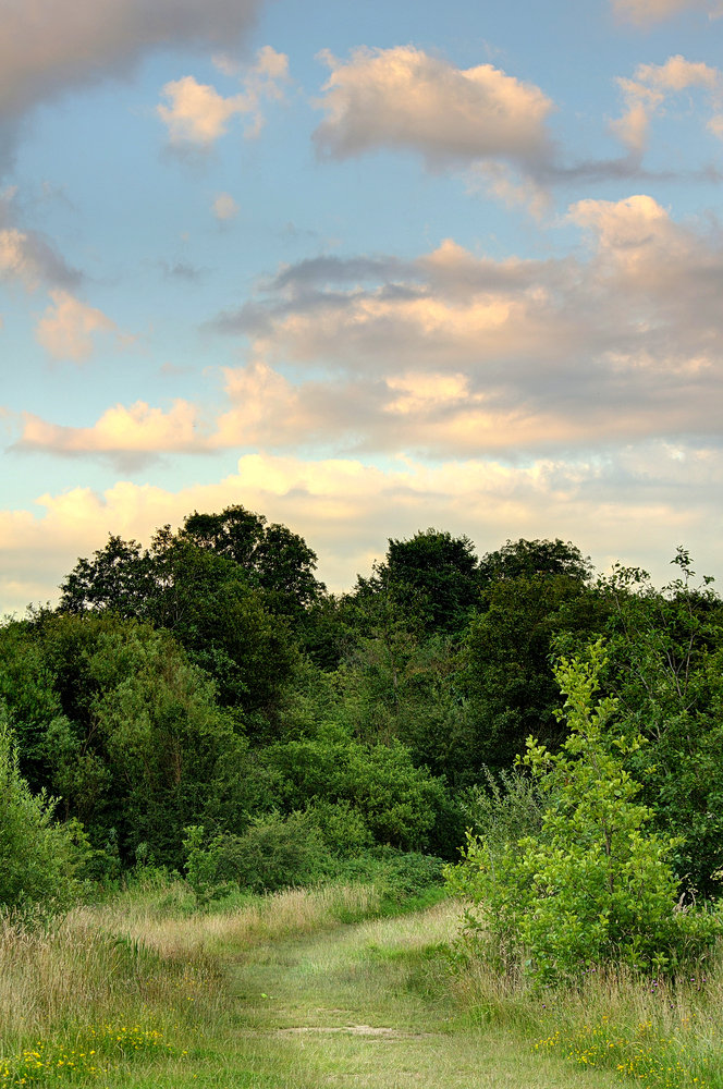 Path, Trees & Sunset Sky