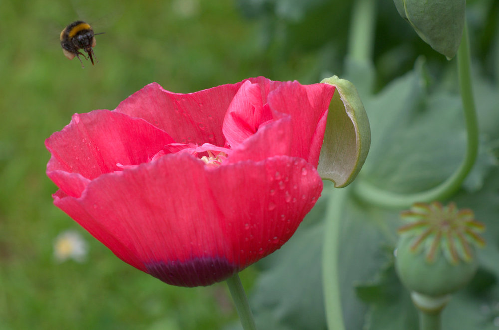 Poppy and Bee