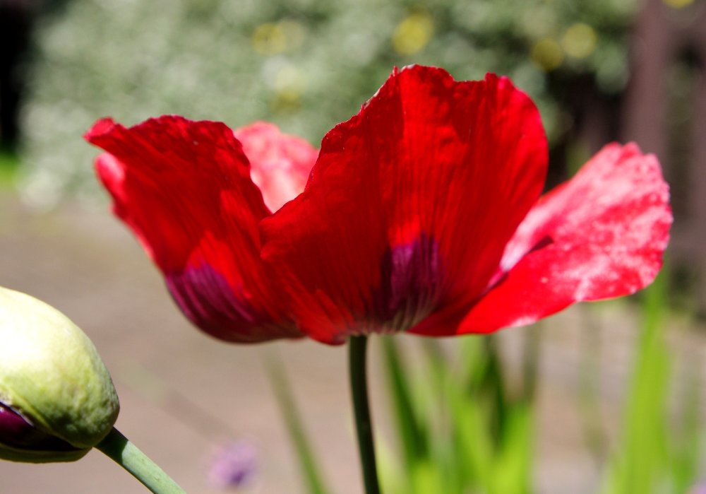 Poppy for my rain bedraggled garden