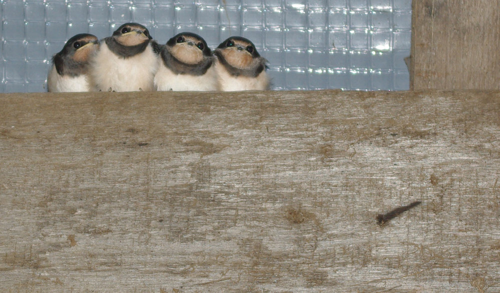 Quartet