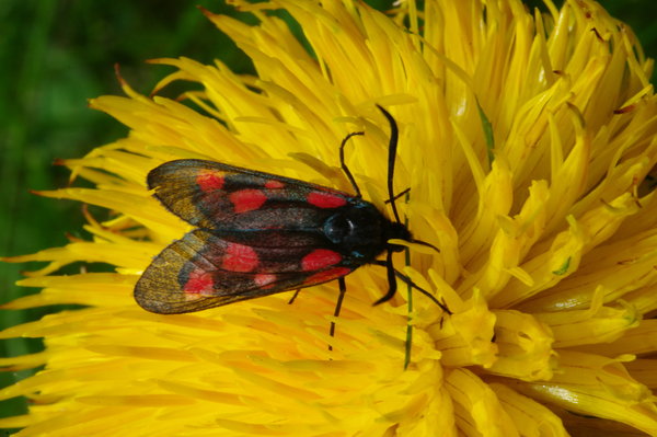 6 Spot Burnet -2