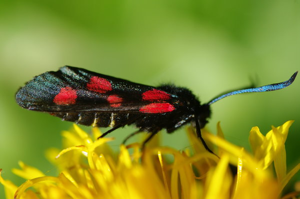 6 Spot Burnet Moth - 1
