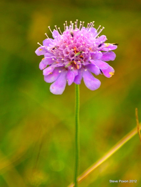 A Flower