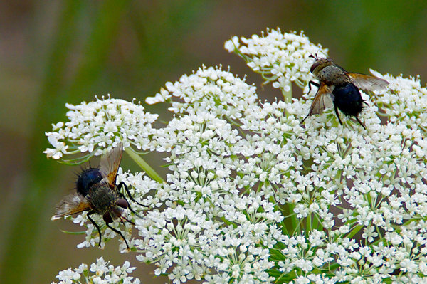 Baby bees on Queen Anne's Lace