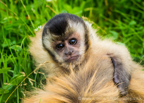 Baby Capuchin
