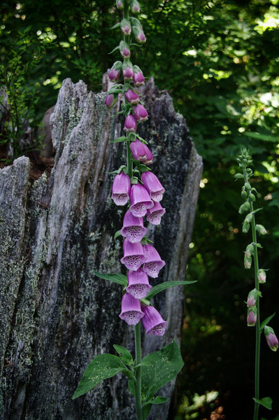 Beauty on a log