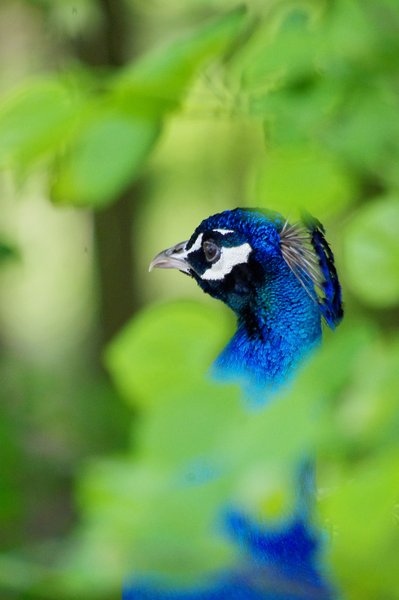 bird in the bush