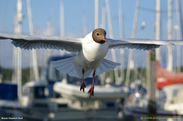 Black Headed Gull