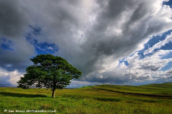 Bowstones Tree