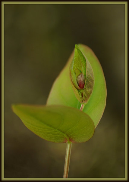 Budding