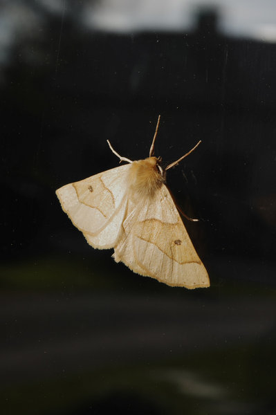 Butterfly (unknown )