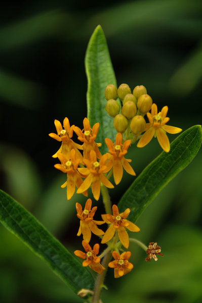 Butterfly Weed