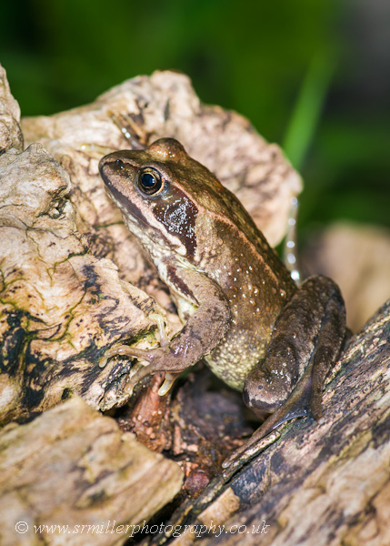 Common Frog
