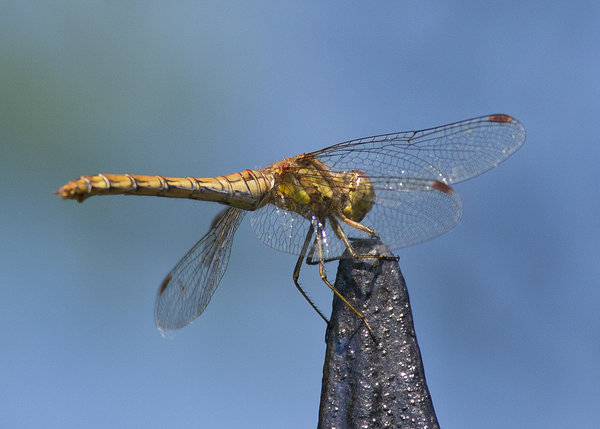 Common Hawker