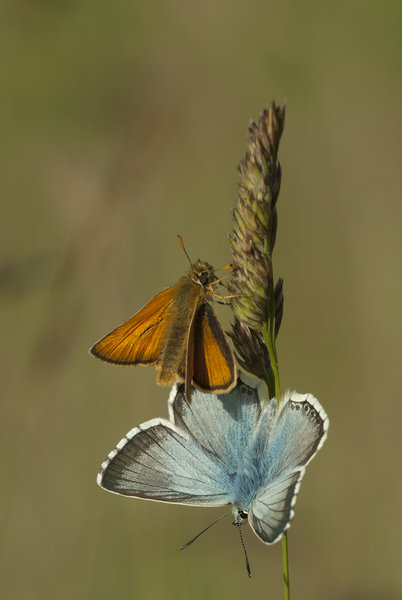 Copper and Blue