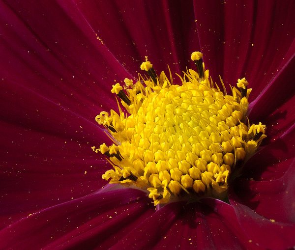 Cosmos Heart