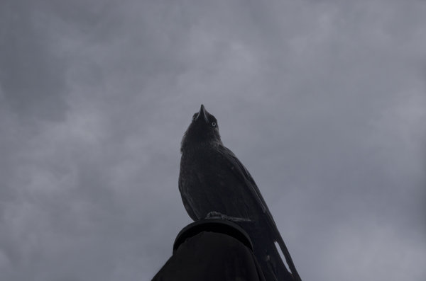 Crow Above
