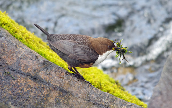 Dipper