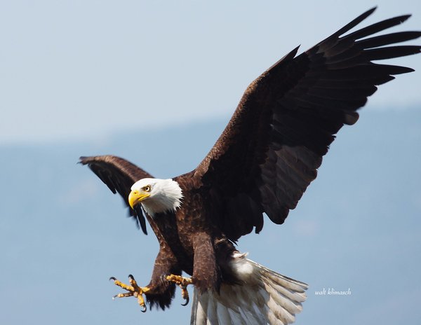 eagle