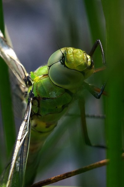 Emperor dragonfly