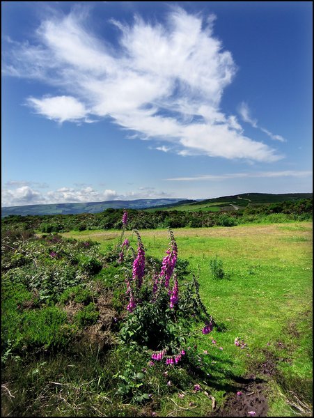 Exmoor Foxgloves