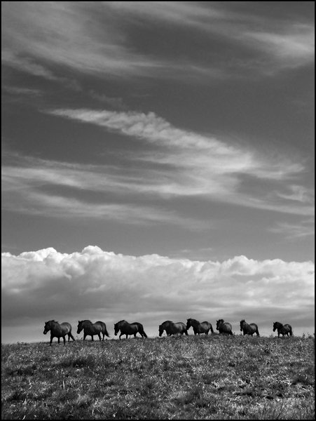 Exmoor Ponies