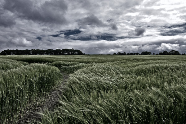 Field