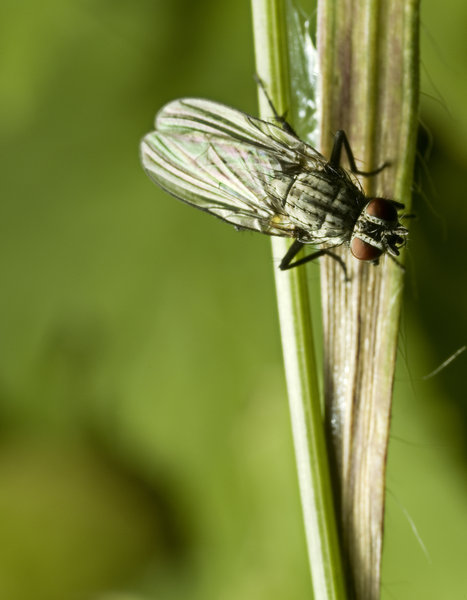 FLY
