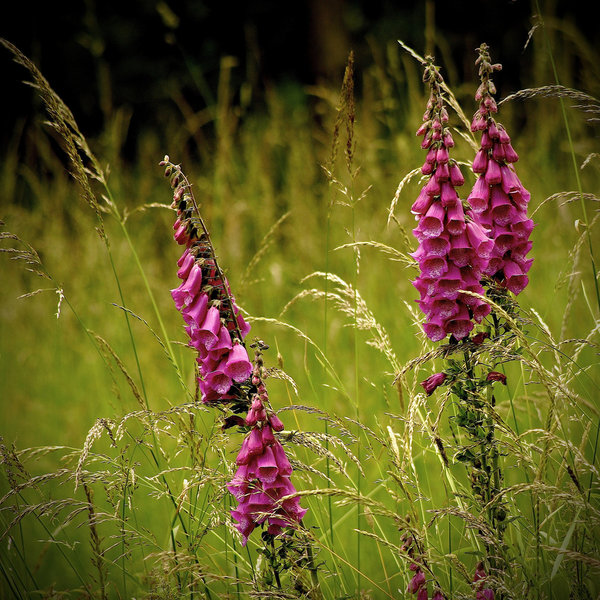 Foxgloves