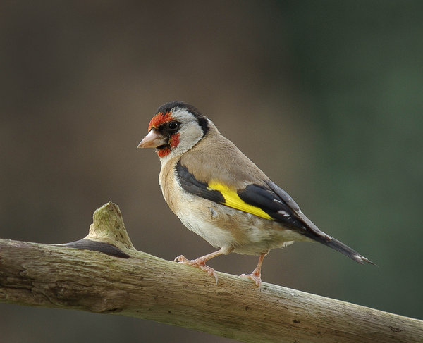 Goldfinch.