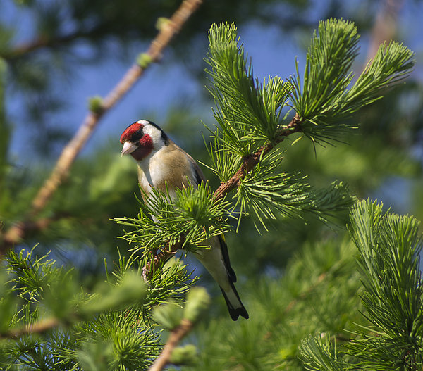 Goldfinch