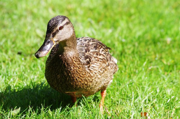 Grand Union Canal duck