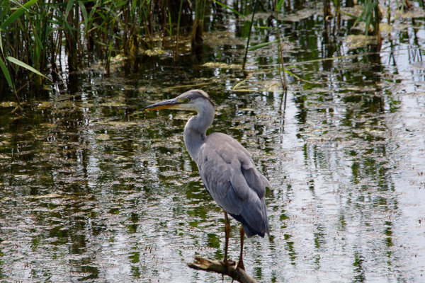 Heron