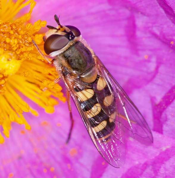 Hoverfly on Cistus