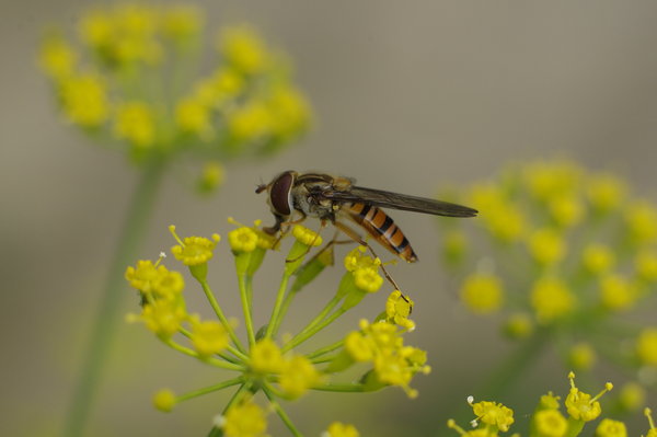 Hoverfly
