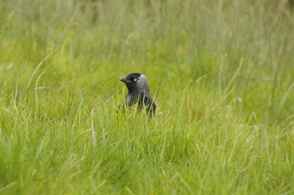 jackdaw