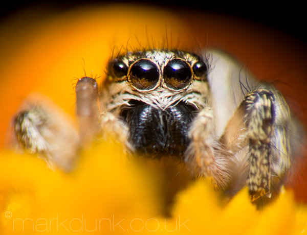 Jumping spider 1